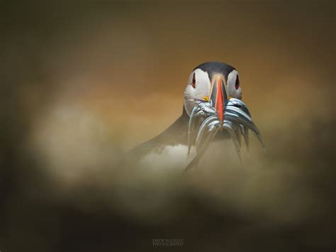 Puffin - Sand Eels - Drew Buckley Photography ~ Pembroke, Pembrokeshire