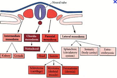 12-Mesoderm Flashcards | Quizlet