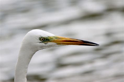 Bird Egret Feathers - Free photo on Pixabay