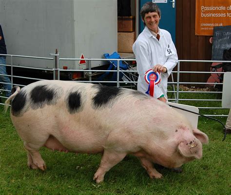 3 Best of Breeds - Oaklands Pigs