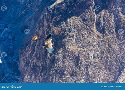 Flying Condor Over Colca Canyon,Peru,South America. this Condor the ...