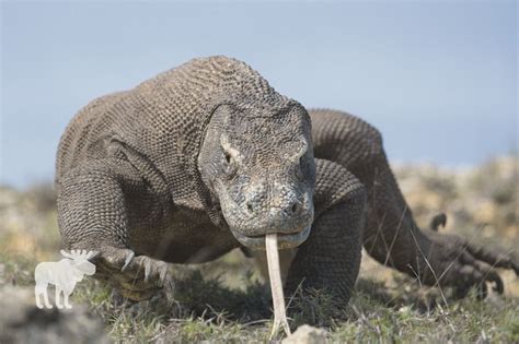 What Is The Habitat Of A Komodo Dragon? — Forest Wildlife