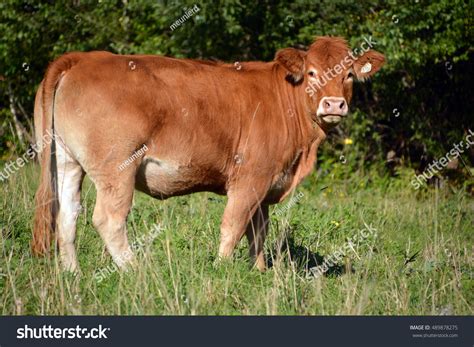 10,090 Race Cow Images, Stock Photos & Vectors | Shutterstock