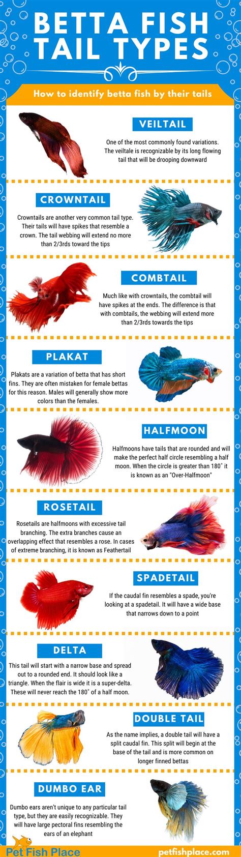 Betta Fish Tail Types | Betta fish, Pet fish, Betta fish tank