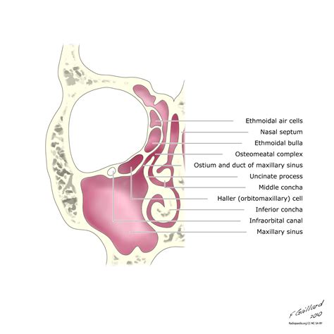 nasal cavity paranasal sinuses bones foramina canals ethmodial cell ...