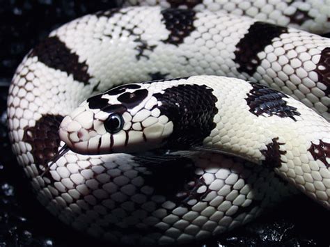 All Hail The California Kingsnake - Reptiles Magazine