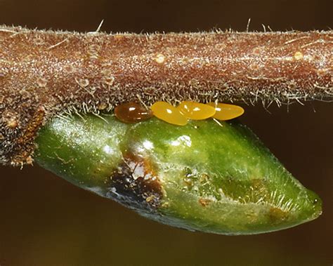 Issues in Aphid Biology: Aphid Eggs: Biology and Morphology