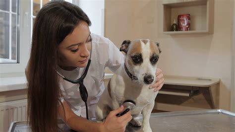 Vet Checking Dog's Health With Stethoscope Stock Footage SBV-311166187 ...