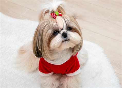 Premium Photo | A beautiful shih tzu dog wearing a red christmas sweater