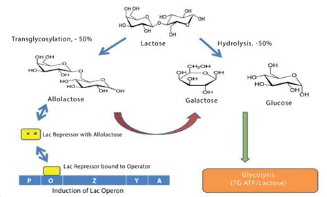 Diagram summarizing the functions of β-galactosidase in the cell. The ...