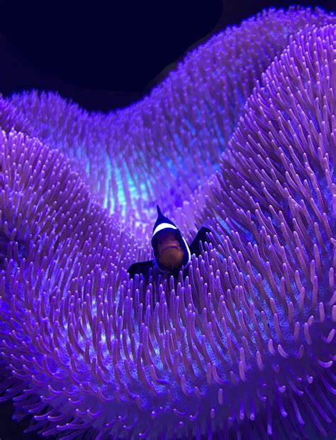 Clownfish – Advanced Aquarium Concepts