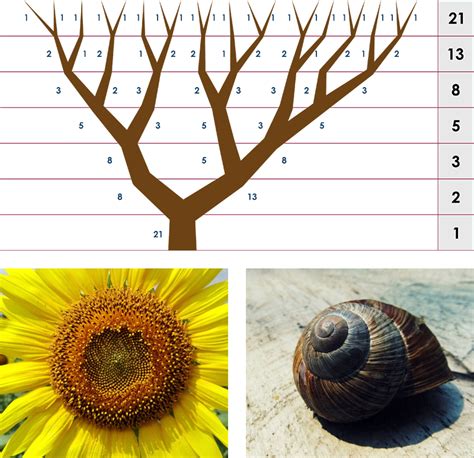 Examples Of Fibonacci Numbers