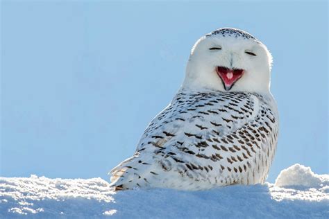 Arctic Tundra Snowy Owl