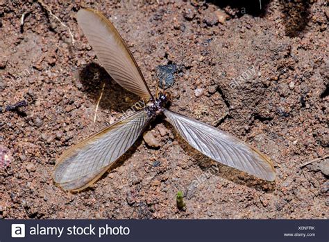 Termite Queen High Resolution Stock Photography and Images - Alamy