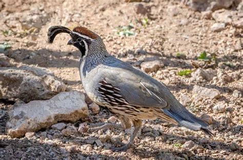 7 Best Quail Breeds to Raise For Eggs, Meat or Hunting (2022)