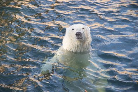 White Polar Bear Swimming Pool Zoo - Stock Photo , #AFFILIATE, #Bear, # ...