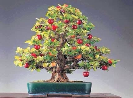 Apple Bonsai Trees - About Bonsai