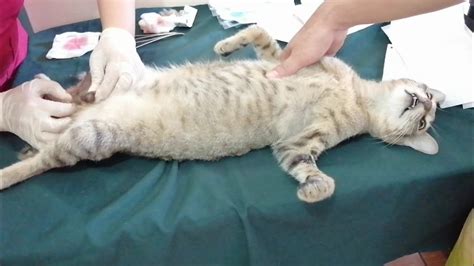 Actual surgical procedure neutering in male cats watch till end😻 - YouTube