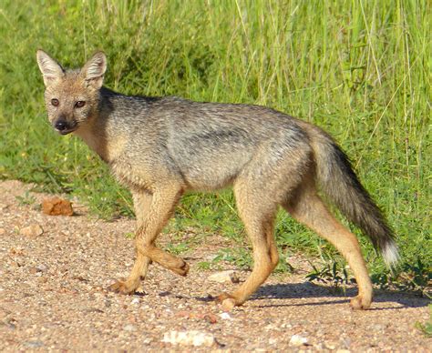 Side-striped jackal - Wikipedia