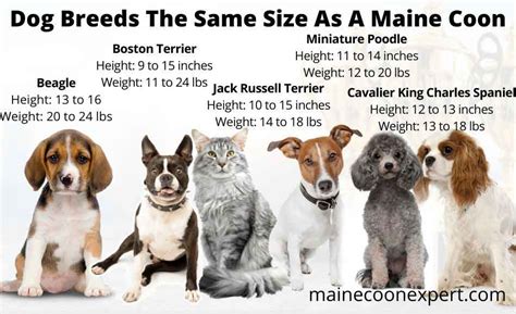 The Size Of A Maine Coon Compared To A Dog - Maine Coon Expert