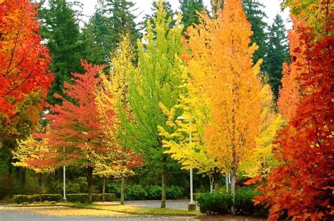 Best Trees For Fall Color | The Tree Center