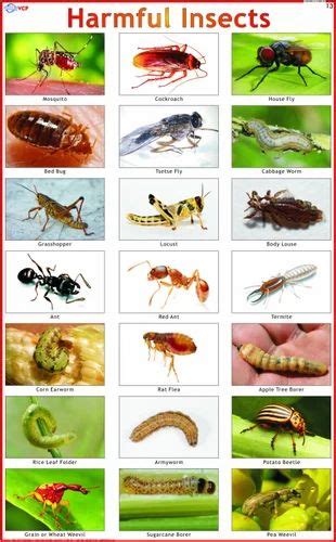 Harmful Insects Charts at Rs 150 /piece(s) | Teaching Charts | ID ...