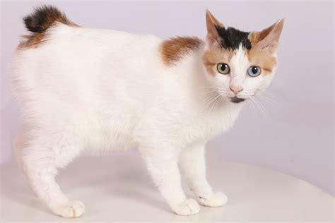 Best Japanese Bobtail Cat Guide - Characteristic & Cat Care