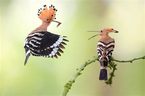 The Beauty Of Birds Photo Contest - ViewBug.com