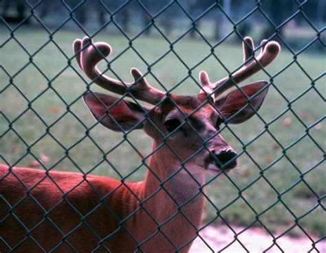 19780700S-b04 Norfolk Zoo Norfolk, VA Jul 1978 | Norfolk Zoo… | Flickr