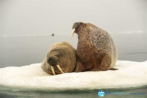 The Best of Baffin Island Wildlife Encounters | Arctic Kingdom