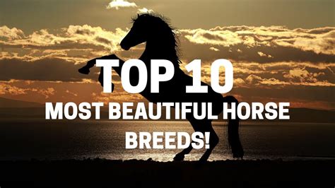 Jaw Dropping Beauties! TOP 10 Breathtaking Horse Breeds You Need to See ...