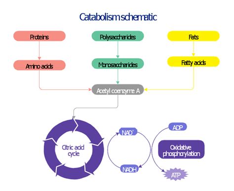 Metabolic pathway map - Biochemical diagram | Catabolism schematic ...