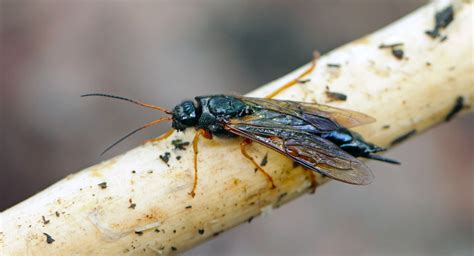 Wood Boring Insect Identification | Western Exterminator