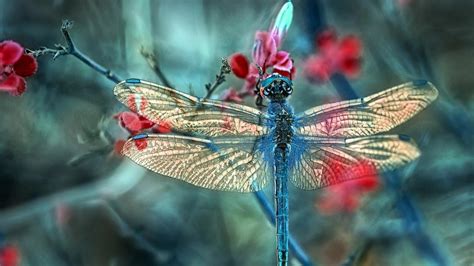 Dragonfly Wallpapers - Top Free Dragonfly Backgrounds - WallpaperAccess