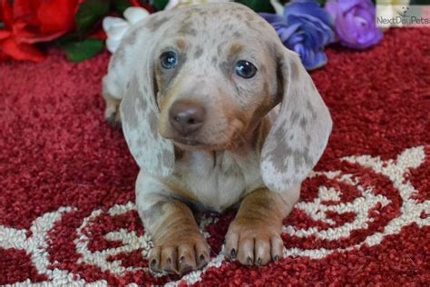 45+ Isabella Mini Dachshund For Sale Image - Bleumoonproductions