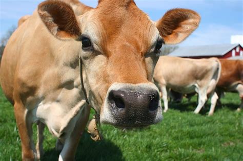 The 5 Best Dairy Cattle Breeds For The Homestead - Off The Grid News