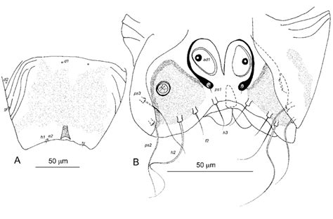 Schizocarpus azasicus sp. nov., male: A—opisthosoma in dorsal view ...