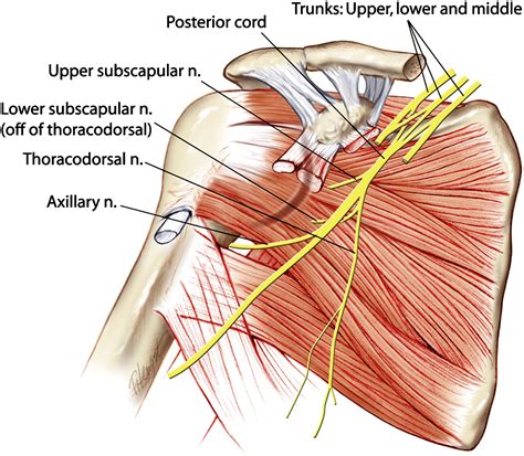 Human cadaveric study of subscapularis muscle innervation and ...