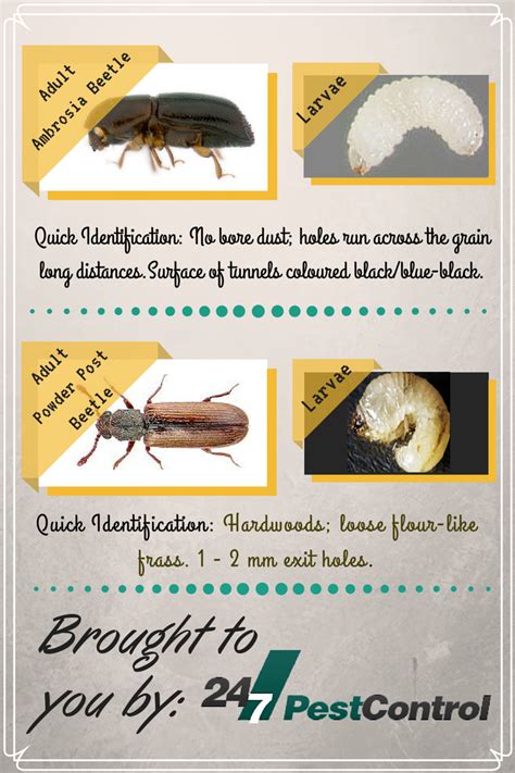 Everything You Need to Know About Wood-Boring Beetles - Dengarden