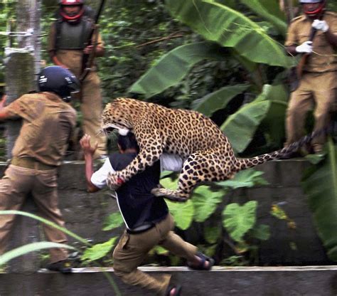 Leopard attack in India - July 20, 2011 | The Spokesman-Review