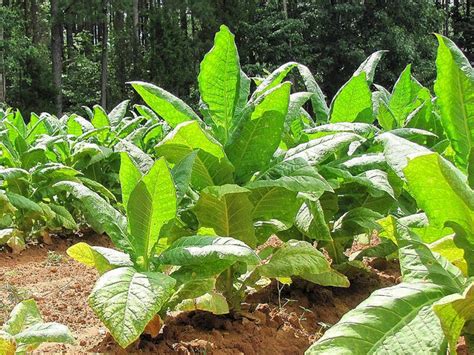 Tobacco | Diseases and Pests, Description, Uses, Propagation