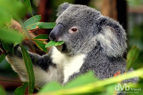 Lone Pine Koala Sanctuary, Brisbane, Australia | Worldwide Destination ...