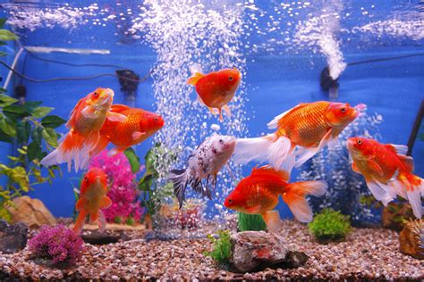 Planted Goldfish Aquarium Setup Guide | Fish in Aquariums