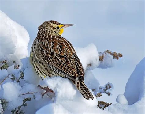 Western Meadowlark Facts | Anatomy, Diet, Habitat, Behavior - Animals Time