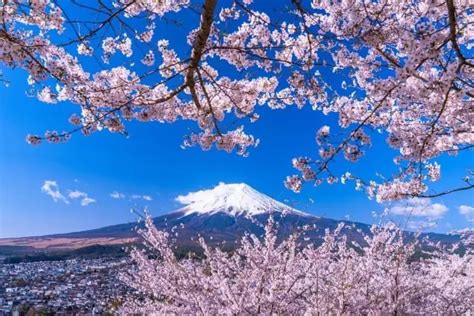 Japan's Cherry Blossoms in 2023: Updated Forecast and Best Spots ...