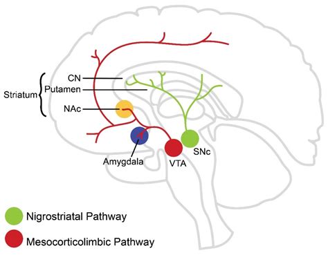 Brain Sciences | Free Full-Text | Regulation of Voluntary Physical ...