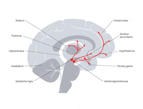 Premium Vector | Dopamine pathway in the human brain. monoamine ...