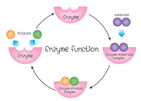 Is a poor health condition such as pain or fatigue due to enzyme ...