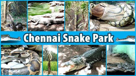 Chennai Snake Park | Guindy Snake Park | Guindy National Park | Places ...