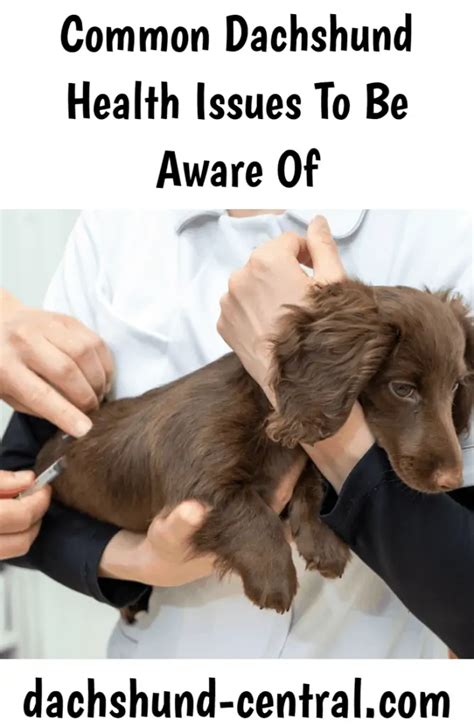 Common health problems in dachshunds - dachshund-central